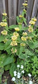 Phlomis Russiliana, Ophalen of Verzenden, Voorjaar, Volle zon, Zaad