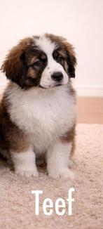 Pups van Tibetaanse Berghond X moscow watchdog, CDV (hondenziekte), 8 tot 15 weken, Meerdere, Meerdere dieren