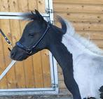 Lief en veelbelovend zwartbont NMPRS hengstje, Dieren en Toebehoren, Pony's, Hengst, 0 tot 2 jaar