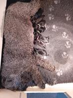 Kerry Blue Terriër pups, Dieren en Toebehoren, Honden | Jack Russells en Terriërs, Overige rassen, Teef, Eén hond, Nederland