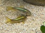 Osteogaster (corydoras) CW009 Green Laser, Dieren en Toebehoren, Vis, Zoetwatervis