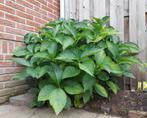 Grote roze hortensia, Vaste plant, Halfschaduw, Lente, Ophalen