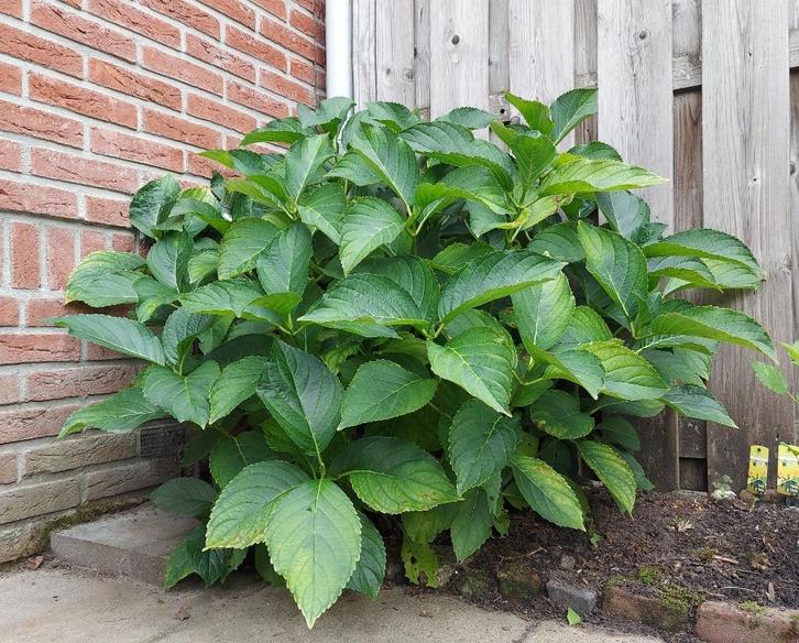 Grote roze hortensia, Tuin en Terras, Planten | Tuinplanten, Vaste plant, Overige soorten, Halfschaduw, Lente, Ophalen