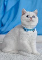 British shorthair kitten, Poes, Gechipt, 0 tot 2 jaar