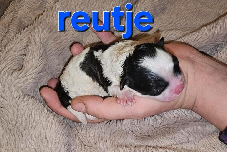 Super mooie BoomPoo pups aangeboden, Dieren en Toebehoren, Honden | Chihuahua's en Gezelschapshonden, Overige rassen, Particulier