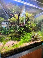 Diverse aquarium planten/stekjes/mos, Dieren en Toebehoren, Ophalen, Gebruikt, Plant(en), Steen of Hout