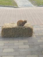 Kleine stro pakjes!, Dieren en Toebehoren, Dierenvoeding, Ophalen, Vee