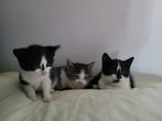 3 kittens van de boerderij. 15 euro, Dieren en Toebehoren, Katten en Kittens | Overige Katten, Poes