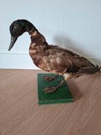 oude opgezette eend, Verzamelen, Dierenverzamelingen, Ophalen of Verzenden, Gebruikt, Vogel, Opgezet dier
