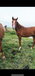 Jaarling merrie en een merrie weidemaatje, Dieren en Toebehoren, Paarden, Merrie, 160 tot 165 cm