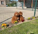 Poedel pups, Poedel, Rabiës (hondsdolheid), 15 weken tot 1 jaar, Buitenland
