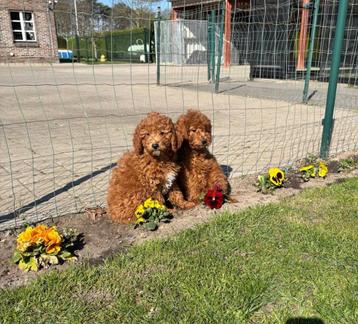 Poedel pups beschikbaar voor biedingen