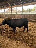 Stamboek Aberdeen Angus stier (Black Angus), Dieren en Toebehoren, Mannelijk