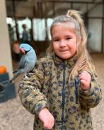 dwergparkieten & dwergpapegaaien voor het hele gezin, Meerdere dieren, Dwergpapegaai of Agapornis, Pratend
