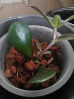 Jade Plant - Crassula Ovata, Huis en Inrichting, Kamerplanten, Ophalen, Vetplant, Halfschaduw, In pot