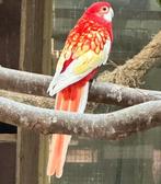 Verschillende soorten kromsnavels, kanaries en tropen, Dieren en Toebehoren, Vogels | Parkieten en Papegaaien, Meerdere dieren