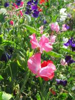 Lathyrus plantjes - pronkerwt - 2 voor 1 euro, Tuin en Terras, Planten | Tuinplanten, Zomer, Klimplanten, Ophalen, Eenjarig