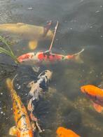 Japanse Koi karpers, Dieren en Toebehoren, Vissen | Vijvervissen, Karper of Koi