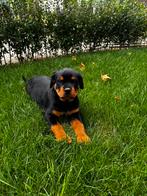 Rottweiler pups, Dieren en Toebehoren, Rabiës (hondsdolheid), 8 tot 15 weken, Meerdere, Meerdere dieren