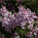 Minisering 'Miss Kim', Overige soorten, Lente, Minder dan 100 cm, Ophalen