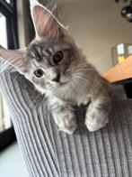 Maine coon Kitten met stamboom, Dieren en Toebehoren, Katten en Kittens | Raskatten | Langhaar, Meerdere dieren, Gechipt, 0 tot 2 jaar