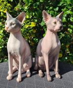 Sphynx katten beelden polyester, Tuin en Terras, Tuinbeelden, Ophalen of Verzenden, Nieuw, Kunststof, Dierenbeeld