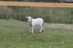 Houtlandschaap te koop, Mannelijk, Schaap, 0 tot 2 jaar