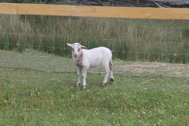 Houtlandschaap te koop, Dieren en Toebehoren, Schapen, Geiten en Varkens, Schaap, Mannelijk, 0 tot 2 jaar