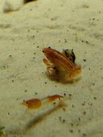 Cpo kreeftjes, Dieren en Toebehoren, Kreeft, Krab of Garnaal, Zoetwatervis