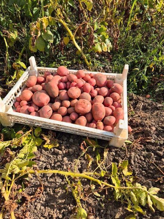 nieuwe aardappelen Bildtstar / Marjan, Diversen, Levensmiddelen, Ophalen