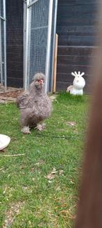 Gratis zijdehoen haantje van dit jaar mei, Dieren en Toebehoren, Pluimvee, Mannelijk, Kip