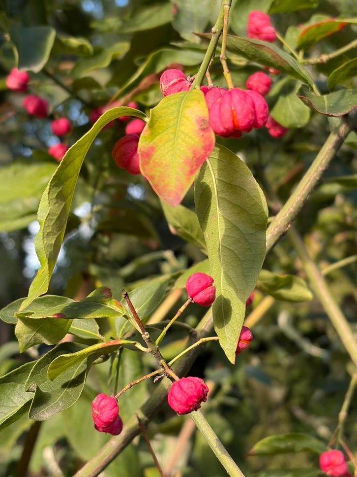 Kardinaalsmuts dubbelstammig  240cm hoog . boom, Tuin en Terras, Planten | Struiken en Hagen, Overige soorten, Ophalen