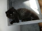 Langharige Kitten, Meerdere dieren, 0 tot 2 jaar