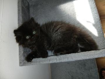 Langharige Kitten beschikbaar voor biedingen