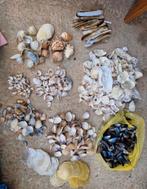 Diverse schelpen knutselen- oesterschelpen - mossels - capiz, Hobby en Vrije tijd, Knutselen, Ophalen of Verzenden, Zo goed als nieuw