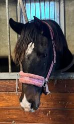 Kwpn merrie, Merrie, Gechipt, Dressuurpaard, 0 tot 2 jaar