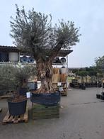 Grote Olijfboom met dikke stam - Van der Spek, Bloeit niet, Olijfboom, 250 tot 400 cm, Ophalen