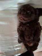 Mooie boomerpups 8 stuks kruising shitzu malthezer, 8 tot 15 weken, Parvo, Meerdere, Meerdere dieren