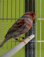 Kanarie Agaat rood mozaïek Mannen 2023, Dieren en Toebehoren, Vogels | Kanaries