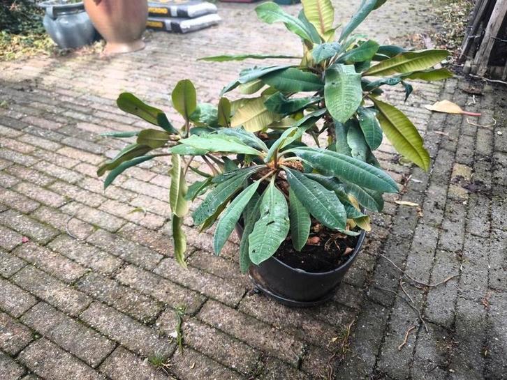 Madagaskar Jewel / Euphorbia Leuconeura plantjes, Huis en Inrichting, Kamerplanten, Minder dan 100 cm, Halfschaduw, Ophalen