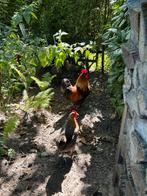 Welsummer kippen 3 hennen 1 haan, Dieren en Toebehoren, Pluimvee, Vrouwelijk, Kip