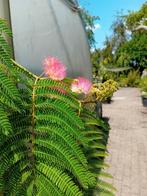 Albizia julibrissin Shidare, Tuin en Terras, Planten | Bomen, Ophalen, Volle zon, Overige soorten