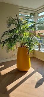 Goudpalm inclusief pot, Huis en Inrichting, Ophalen, Halfschaduw, 100 tot 150 cm