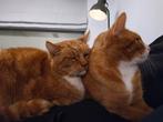 Huisje gezocht voor 2 hele lieve rode katers., Kater, Kortharig, 6 jaar of ouder