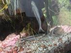 2x Indische glasmeerval, Vis