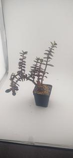 jade plant, Vetplant, Ophalen of Verzenden, Minder dan 100 cm, Volle zon