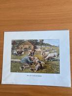 Prent Bos aan het Schaapscheren (Jetses) diverse platen, Verzamelen, Nieuw, Ophalen of Verzenden, Voor 1940, Dier