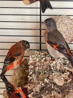Koppeltje Kapoetsensijs 2025 natuurbroed, Dieren en Toebehoren, Vogels | Overige Vogels, Meerdere dieren