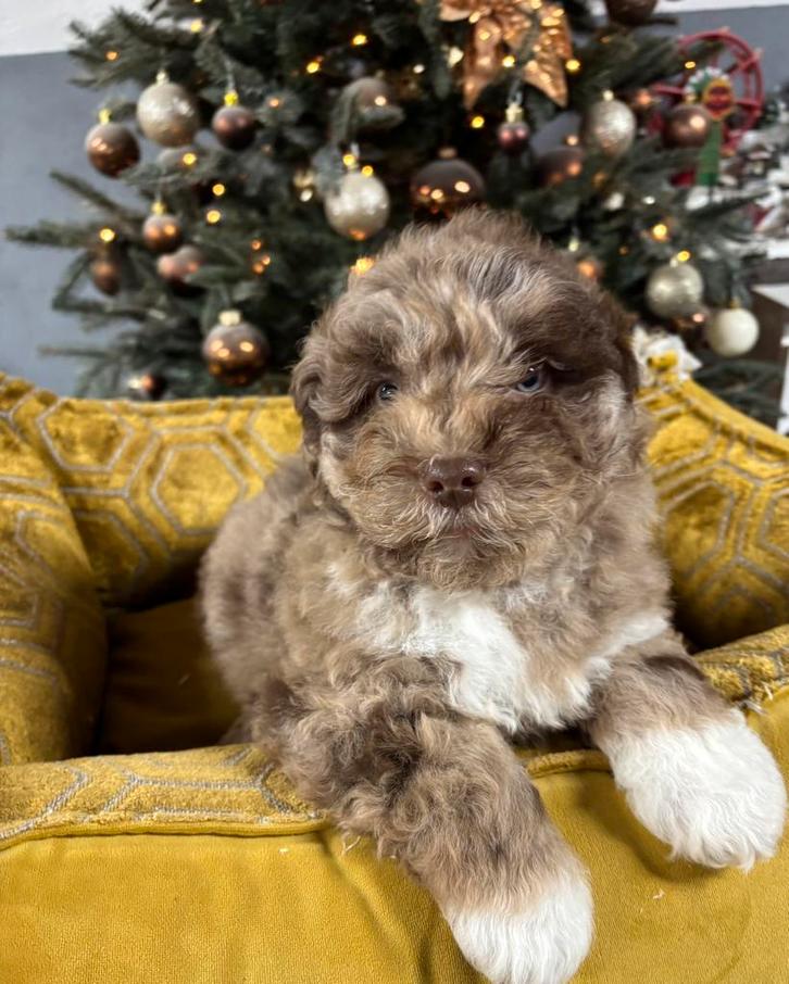 Boomer x Labradoodle mini pups, Dieren en Toebehoren, Honden | Chihuahua's en Gezelschapshonden, Meerdere dieren, Overige rassen