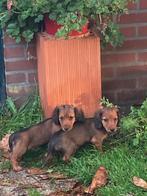 langhaar teckel pups, Dieren en Toebehoren, Standaard, CDV (hondenziekte), 8 tot 15 weken, Langhaar
